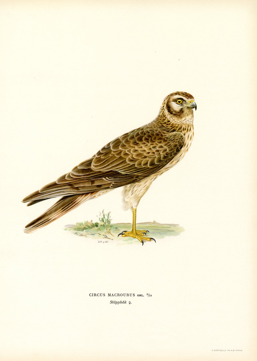 Pallid Harrier (färg litho) av Magnus Ferdinand and Wilhelm von Wright