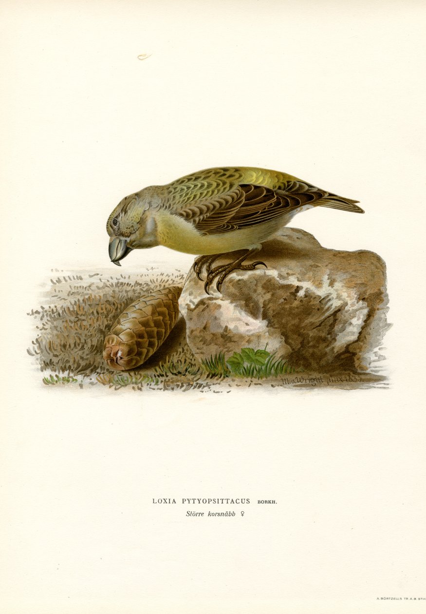 Papegojakorsnäbb (färg litho) av Magnus Ferdinand and Wilhelm von Wright