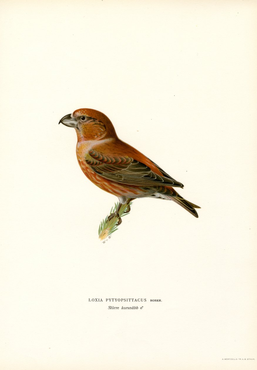 Papegojakorsnäbb (färg litho) av Magnus Ferdinand and Wilhelm von Wright