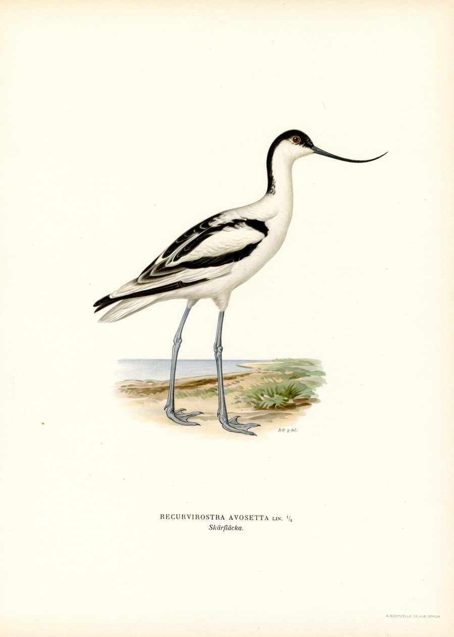 Pied Avocet (färg litho) av Magnus Ferdinand and Wilhelm von Wright