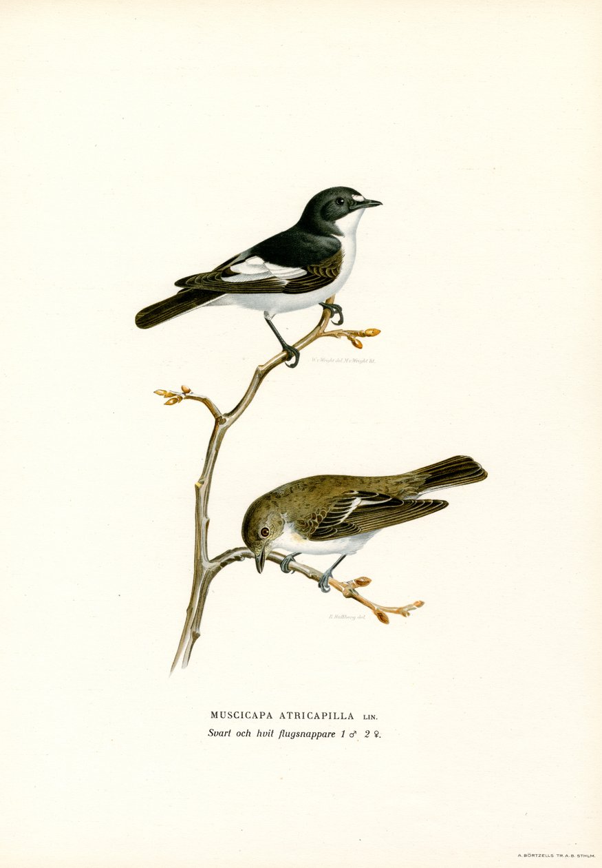 Pied flugsnappare (färg litho) av Magnus Ferdinand and Wilhelm von Wright
