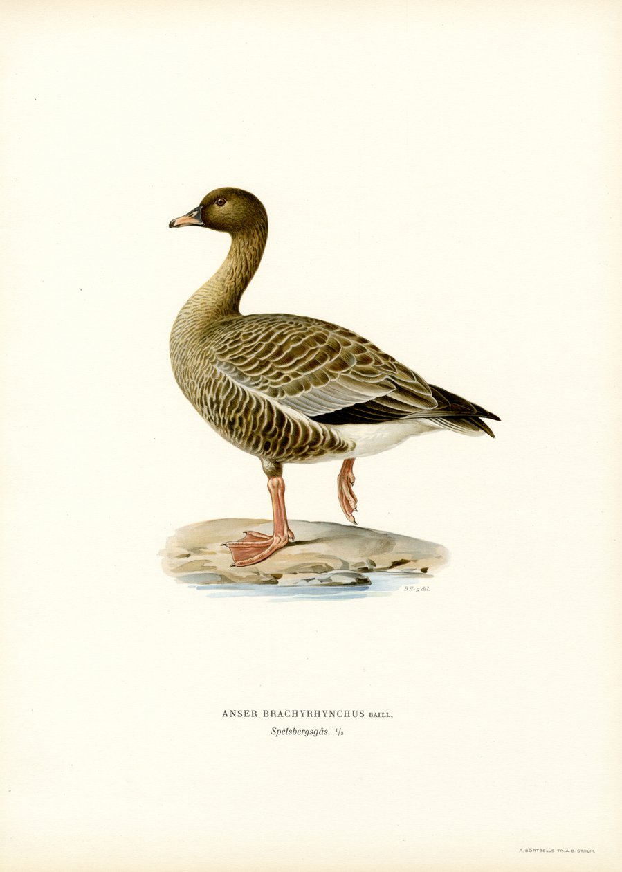 Rosafotad gås (färg litho) av Magnus Ferdinand and Wilhelm von Wright