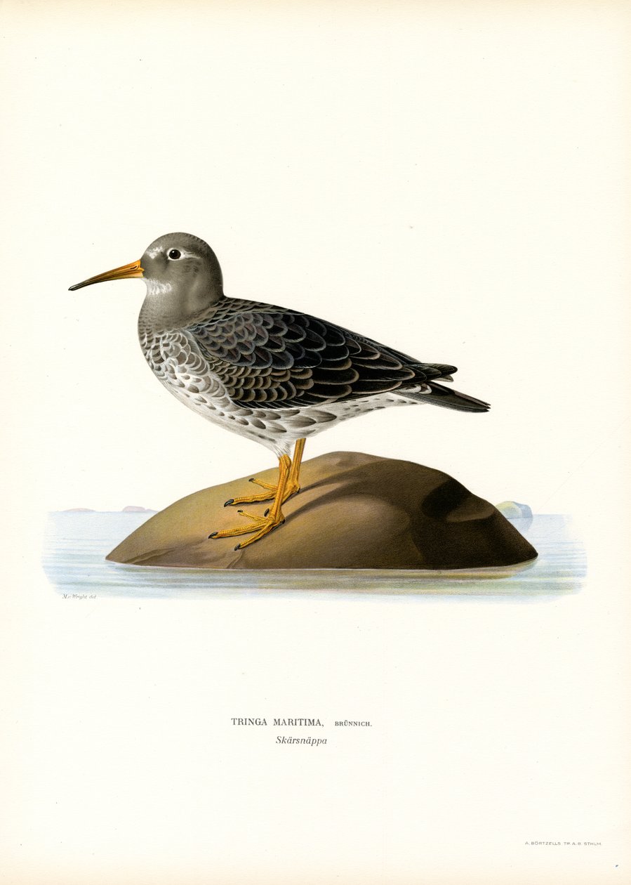Lila sandsnäppa (färg litho) av Magnus Ferdinand and Wilhelm von Wright