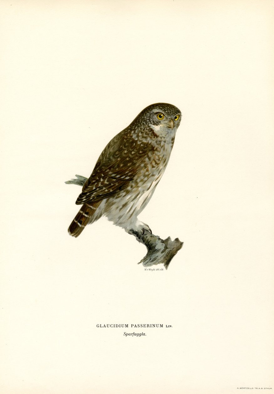 Pygmy Owl (färg litho) av Magnus Ferdinand and Wilhelm von Wright