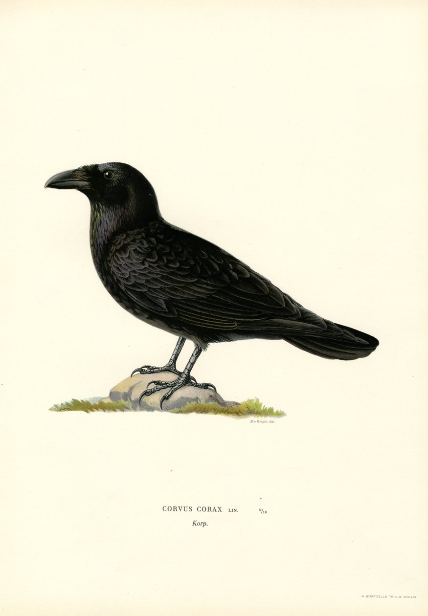Raven (färg litho) av Magnus Ferdinand and Wilhelm von Wright
