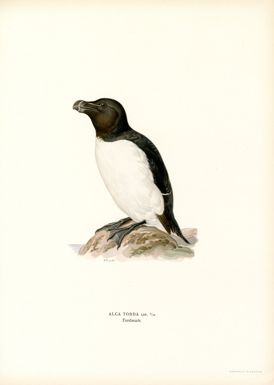 Razorbill (färg litho) av Magnus Ferdinand and Wilhelm von Wright