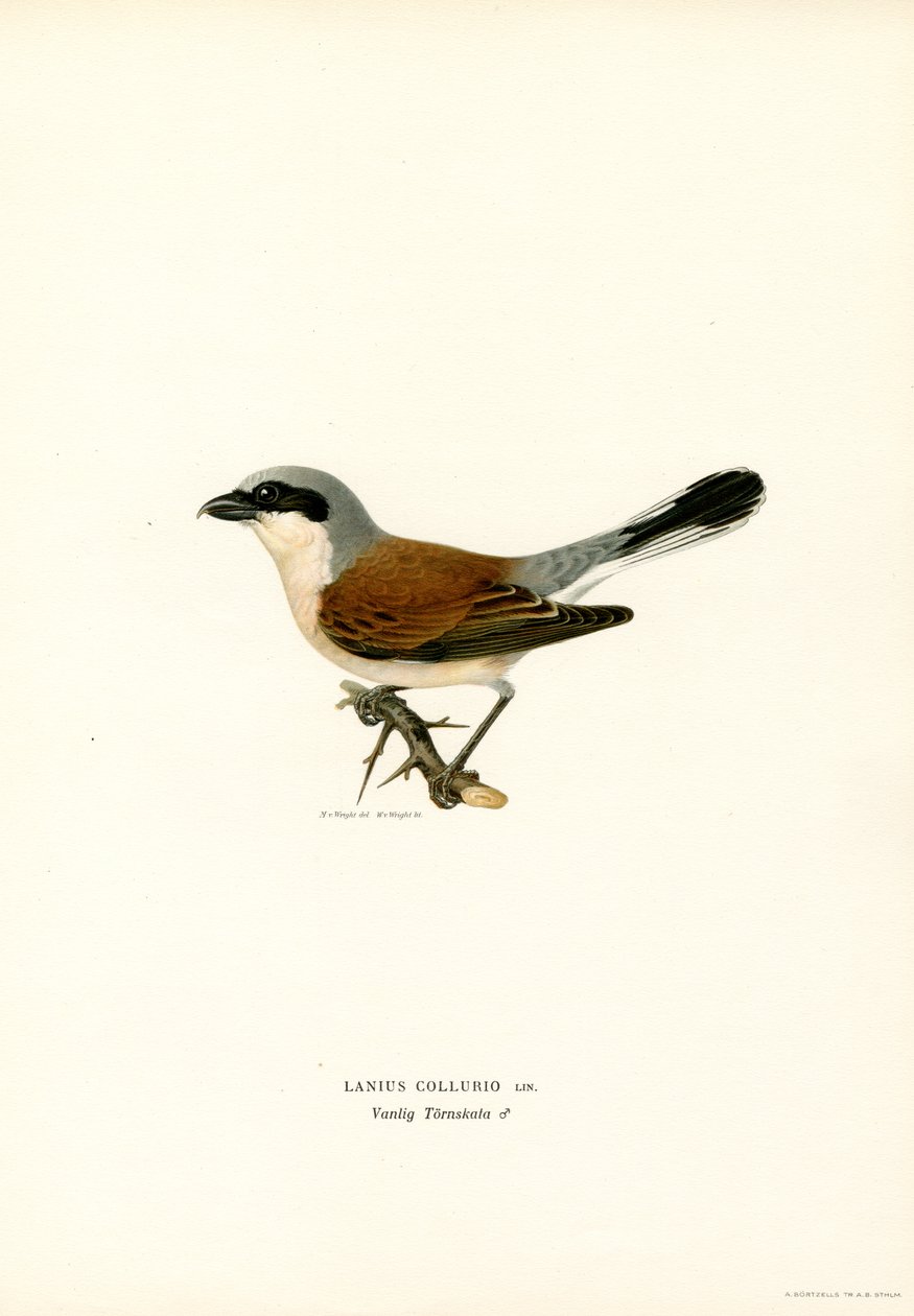 Rödryggad Shrike (färg litho) av Magnus Ferdinand and Wilhelm von Wright