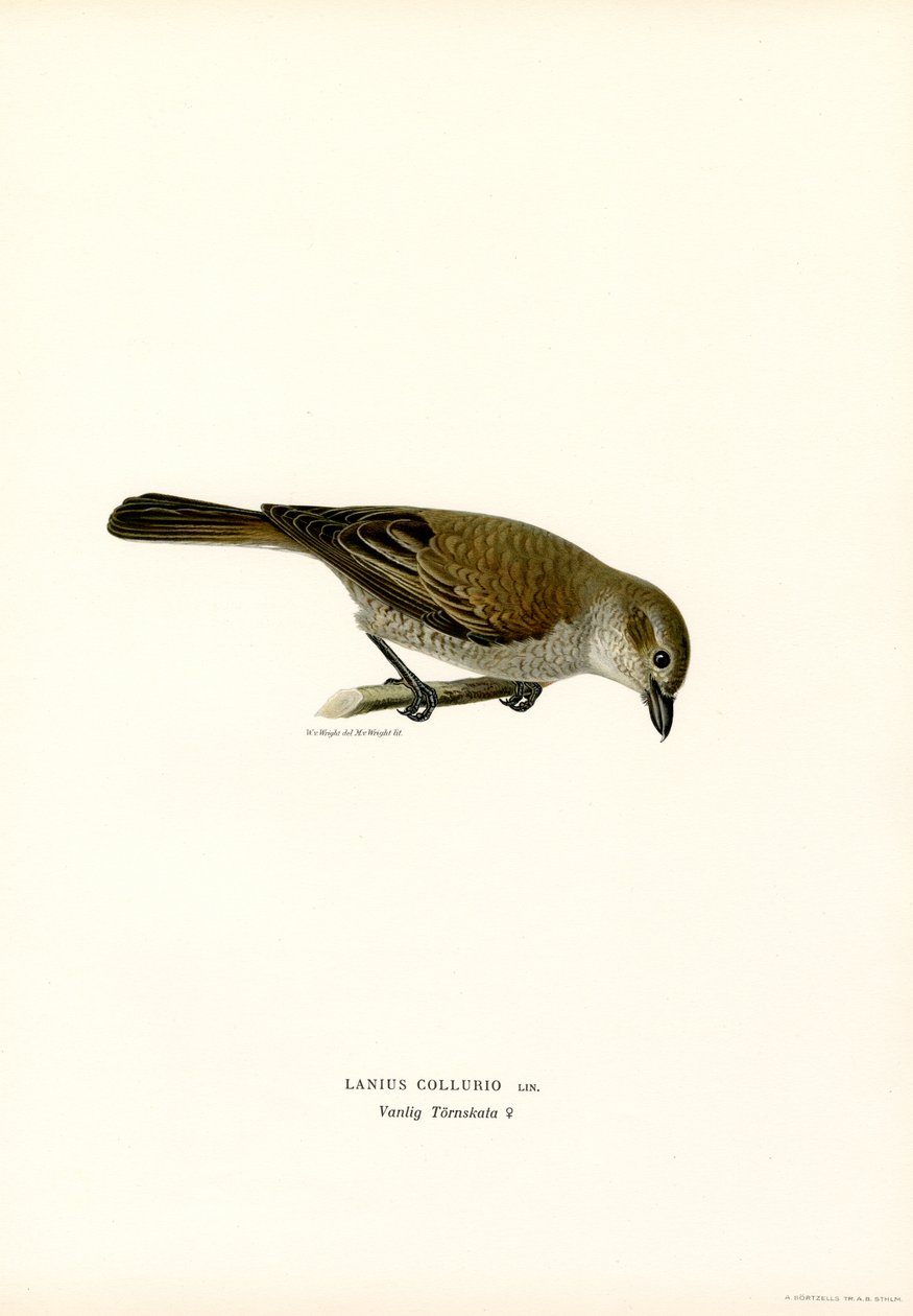 Rödryggad Shrike (färg litho) av Magnus Ferdinand and Wilhelm von Wright