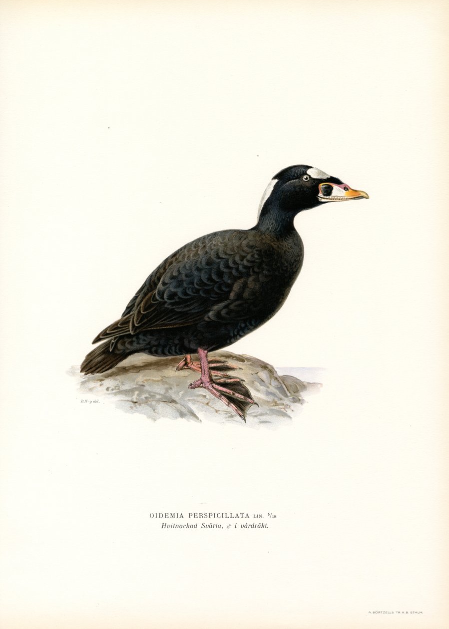 Rödnäbbsnäbb (färg litho) av Magnus Ferdinand and Wilhelm von Wright