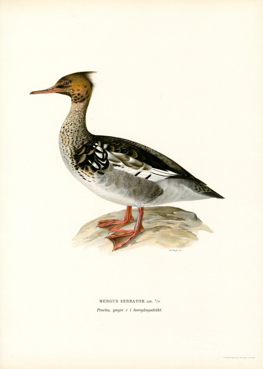 Rödbröstad Merganser (färg litho) av Magnus Ferdinand and Wilhelm von Wright