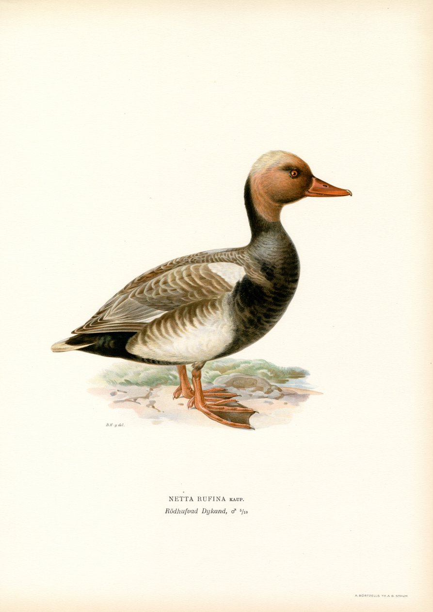 Röd-crested Duck (färg litho) av Magnus Ferdinand and Wilhelm von Wright