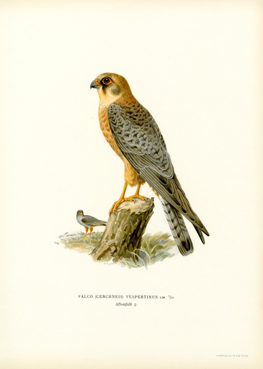 Rödfotad falk (färg litho) av Magnus Ferdinand and Wilhelm von Wright