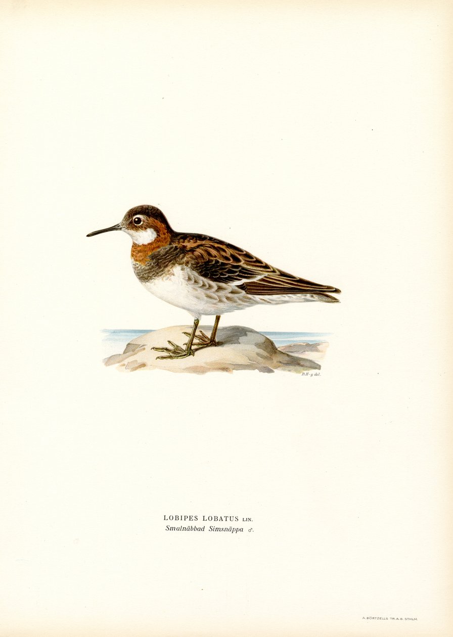 Rödhalsad Phalarope (färg litho) av Magnus Ferdinand and Wilhelm von Wright