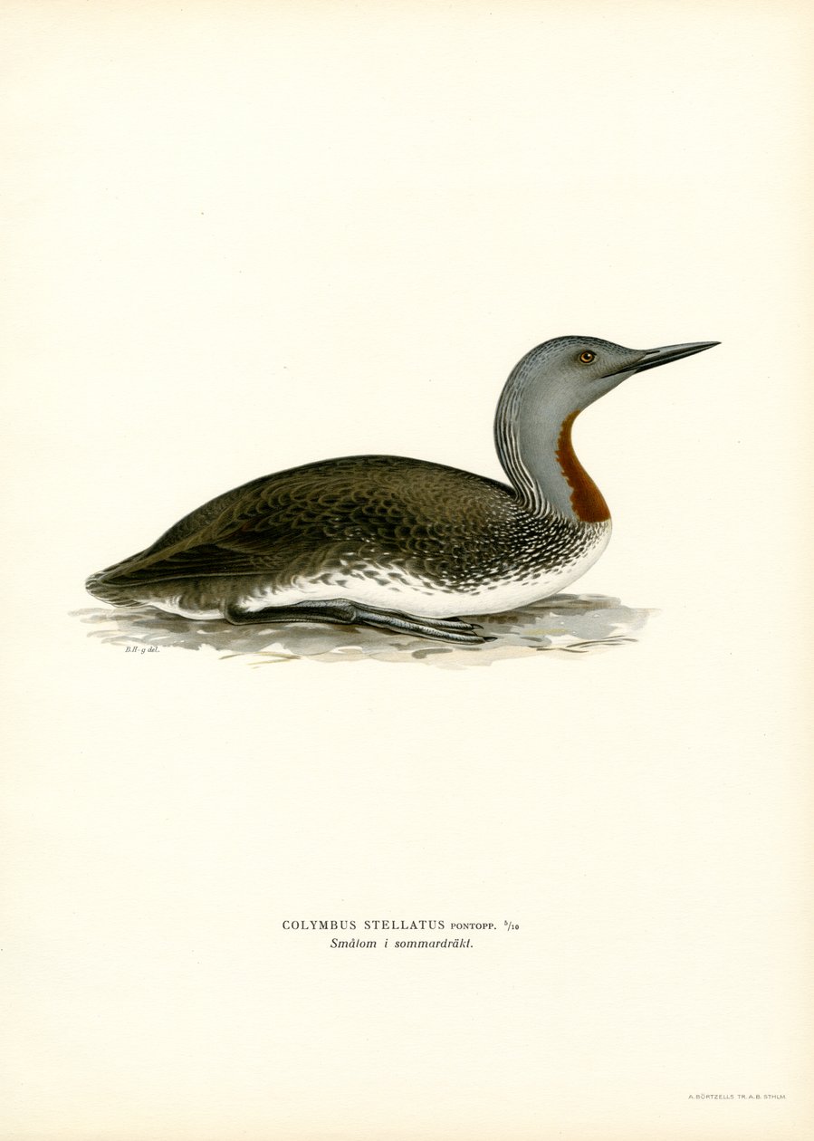 Rödstrupig dykare (färg litho) av Magnus Ferdinand and Wilhelm von Wright