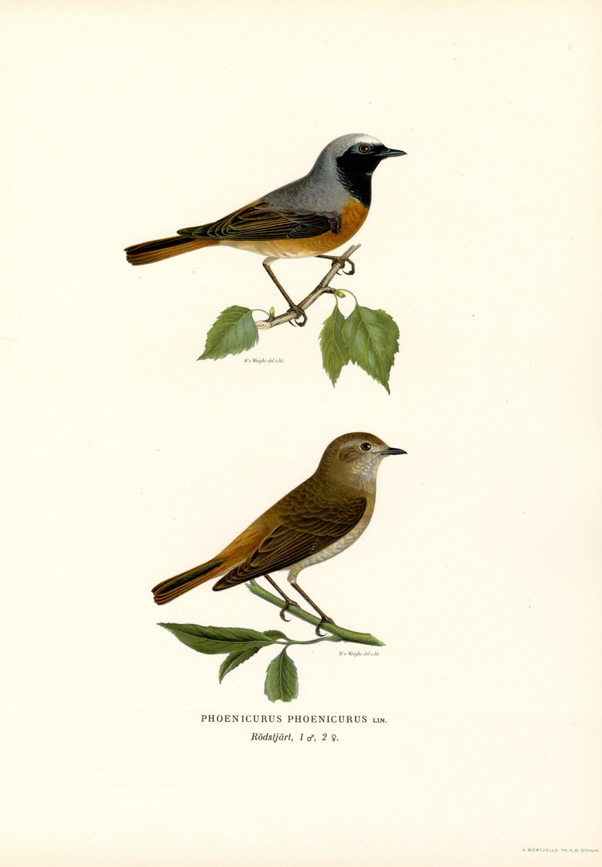 Rödstjärt (färg litho) av Magnus Ferdinand and Wilhelm von Wright