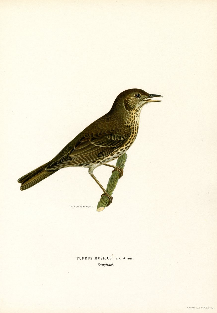 Rödvinge (färg litho) av Magnus Ferdinand and Wilhelm von Wright
