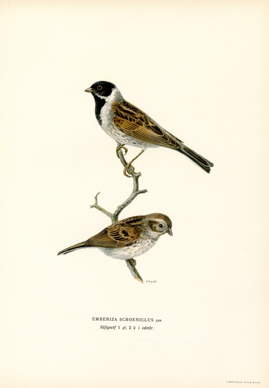 Vasssparv (färg litho) av Magnus Ferdinand and Wilhelm von Wright