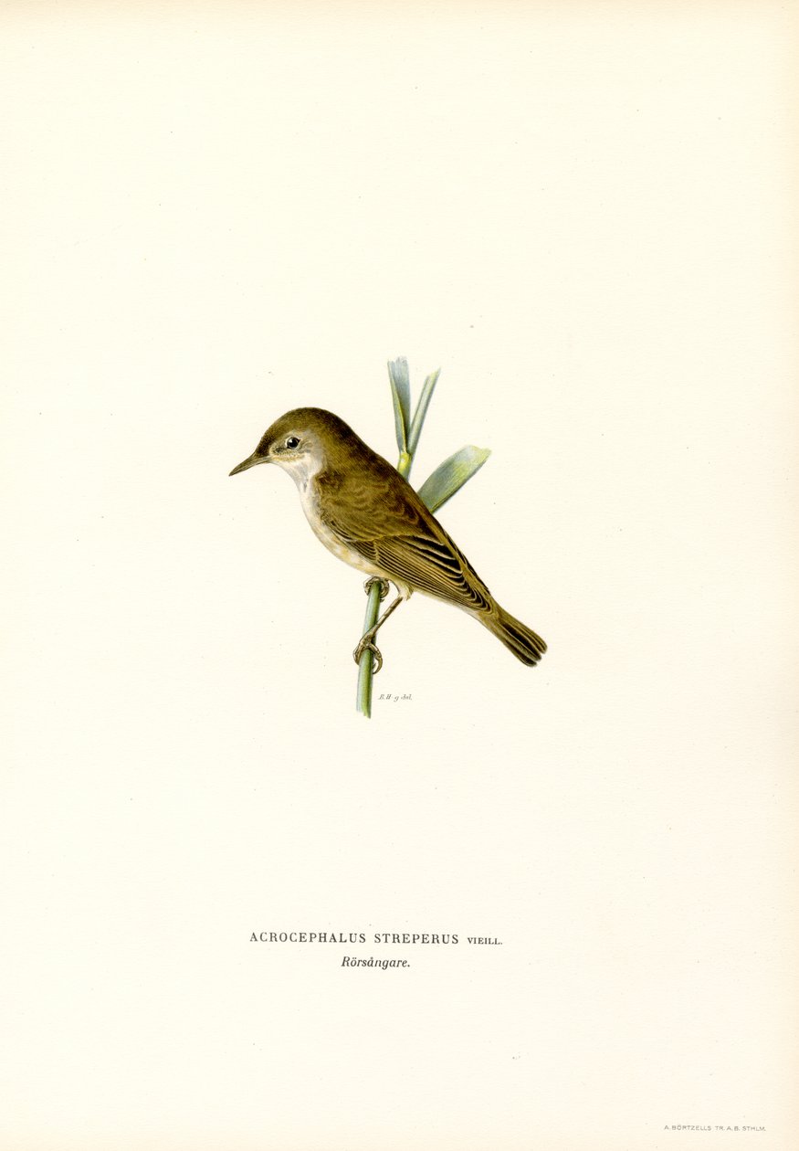 Vassångare (färg litho) av Magnus Ferdinand and Wilhelm von Wright