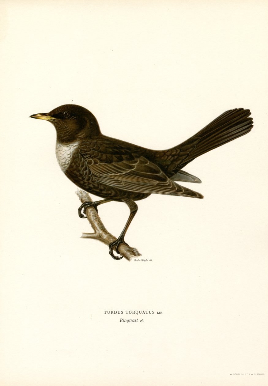 Ringtrast (färg litho) av Magnus Ferdinand and Wilhelm von Wright