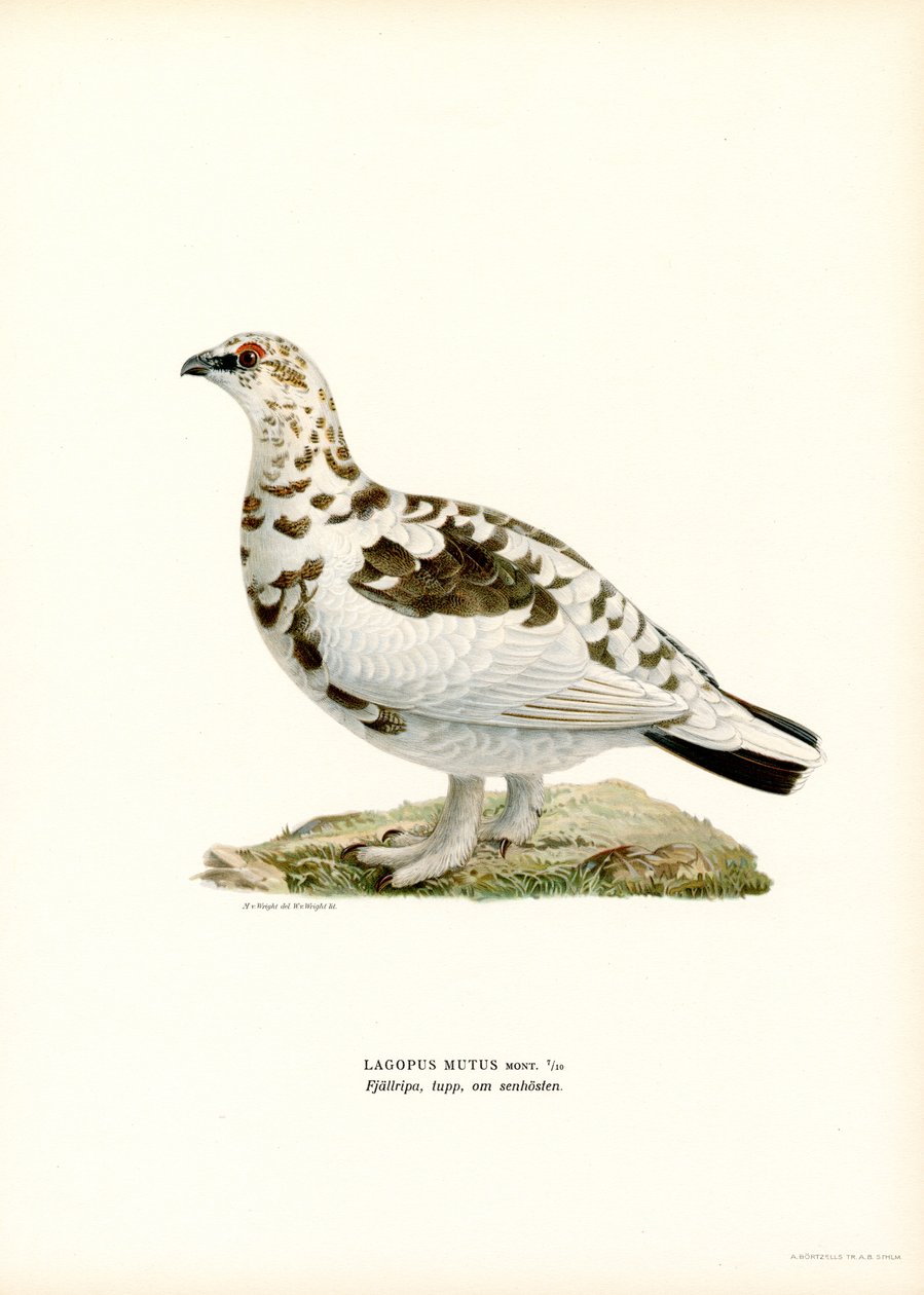 Rock Ptarmigan (färg litho) av Magnus Ferdinand and Wilhelm von Wright