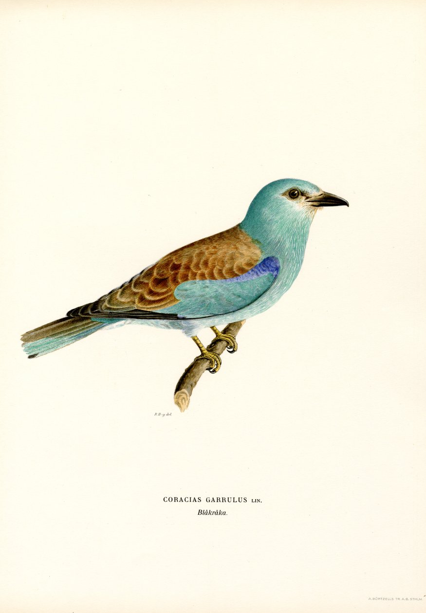 Roller (färg litho) av Magnus Ferdinand and Wilhelm von Wright