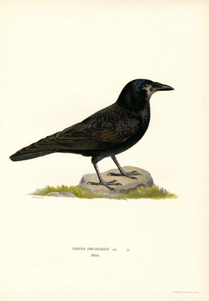Rook (färg litho) av Magnus Ferdinand and Wilhelm von Wright