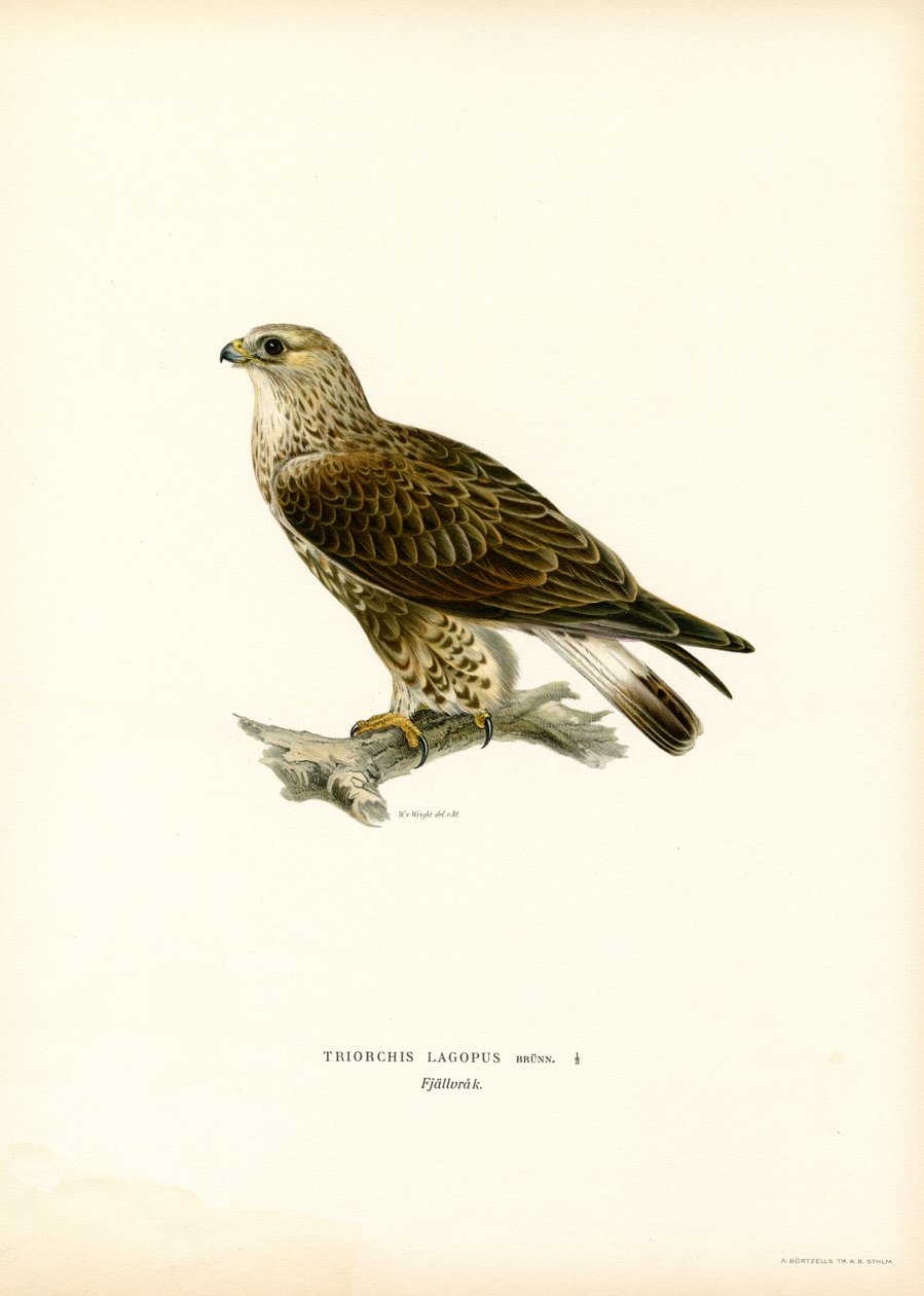 Grovbent vråk (färg litho) av Magnus Ferdinand and Wilhelm von Wright