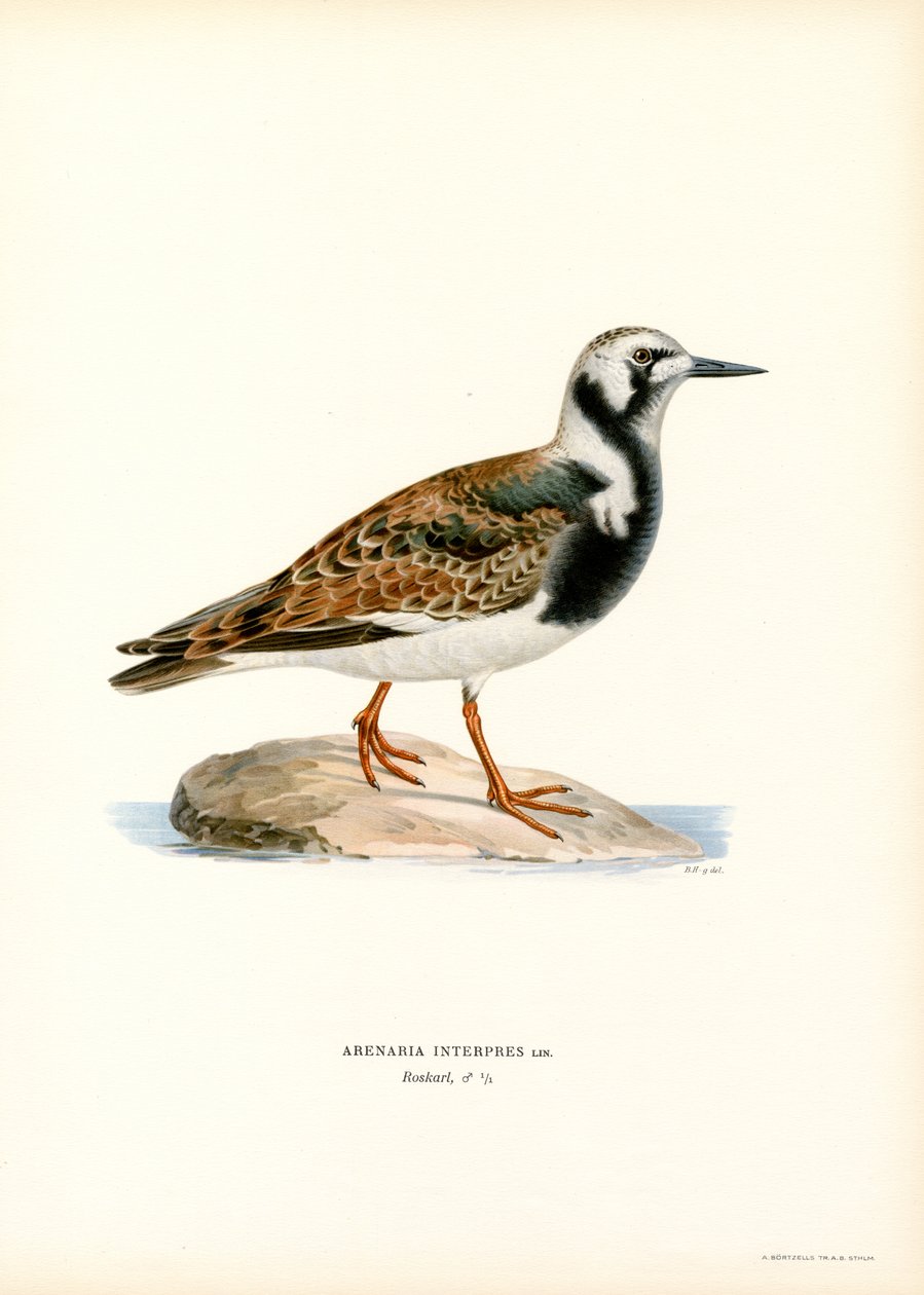 Ruddy Turnstone (färg litho) av Magnus Ferdinand and Wilhelm von Wright