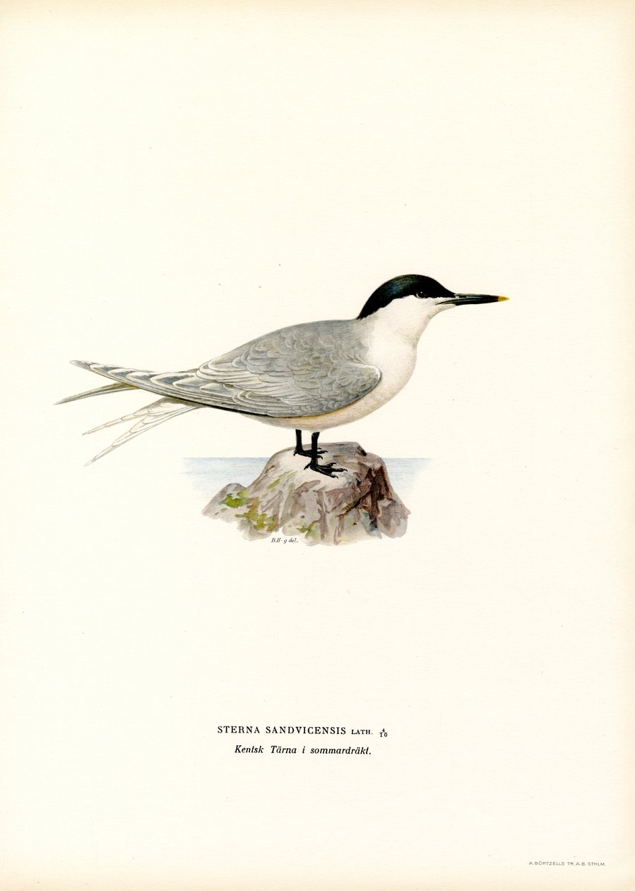Smörgåstärna (litho i färg) av Magnus Ferdinand and Wilhelm von Wright