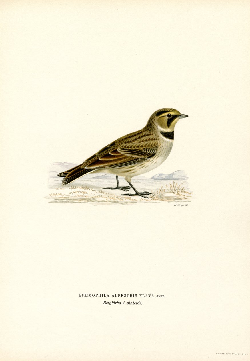 Shore Lark (färg litho) av Magnus Ferdinand and Wilhelm von Wright
