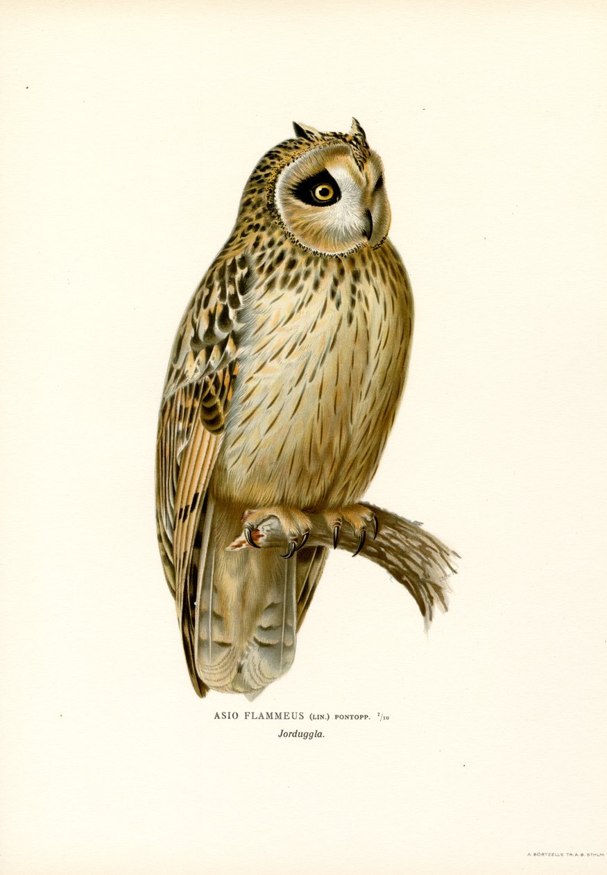 Kortörad uggla (färg litho) av Magnus Ferdinand and Wilhelm von Wright