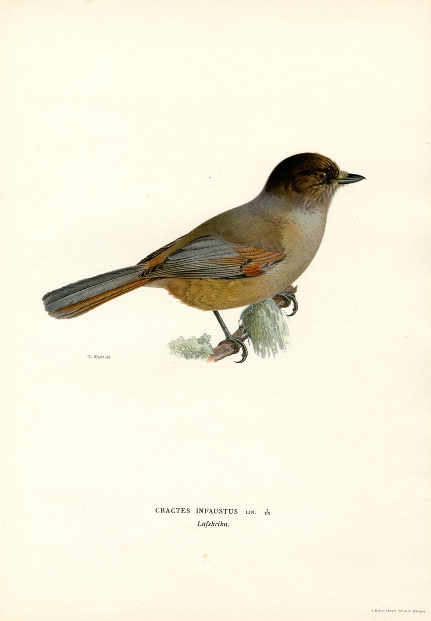 Sibirisk nötskrika (litho i färg) av Magnus Ferdinand and Wilhelm von Wright