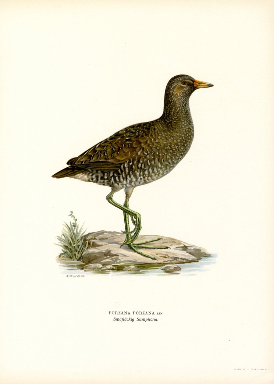 Spotted Crake (färg litho) av Magnus Ferdinand and Wilhelm von Wright
