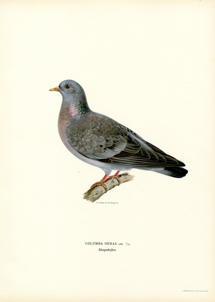 Stock Duva (färg litho) av Magnus Ferdinand and Wilhelm von Wright