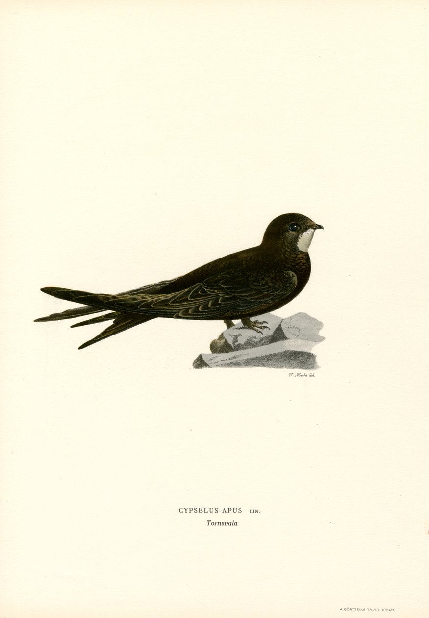Swift (färg litho) av Magnus Ferdinand and Wilhelm von Wright