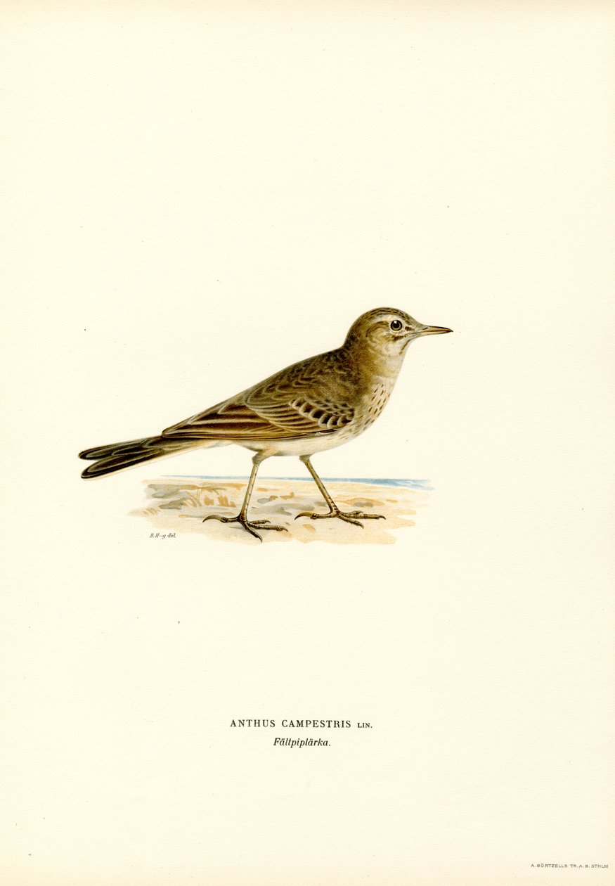 Tawny Pipit (färg litho) av Magnus Ferdinand and Wilhelm von Wright