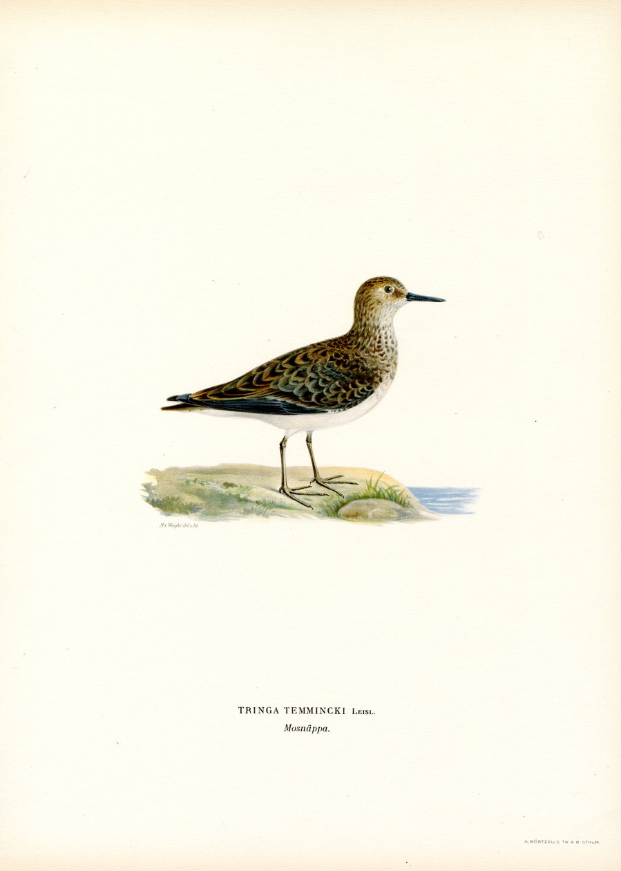 Temmincks Stint (färg litho) av Magnus Ferdinand and Wilhelm von Wright
