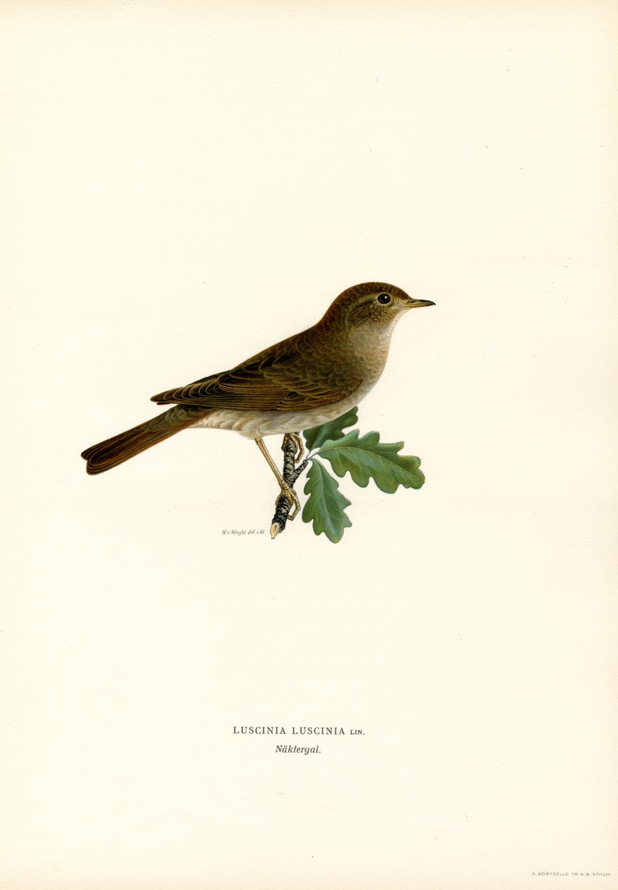 Trast näktergal (färg litho) av Magnus Ferdinand and Wilhelm von Wright