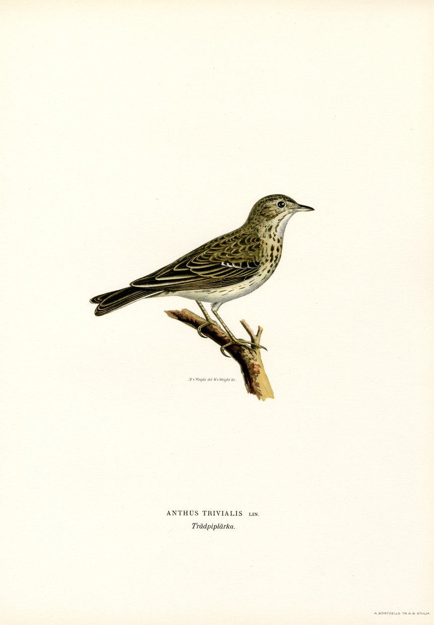 Trädpipare (färg litho) av Magnus Ferdinand and Wilhelm von Wright
