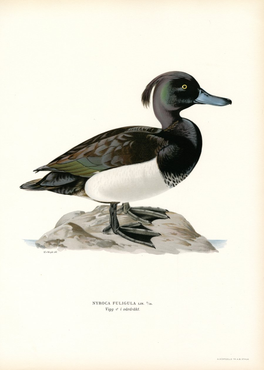 Tufted Duck (litho i färg) av Magnus Ferdinand and Wilhelm von Wright