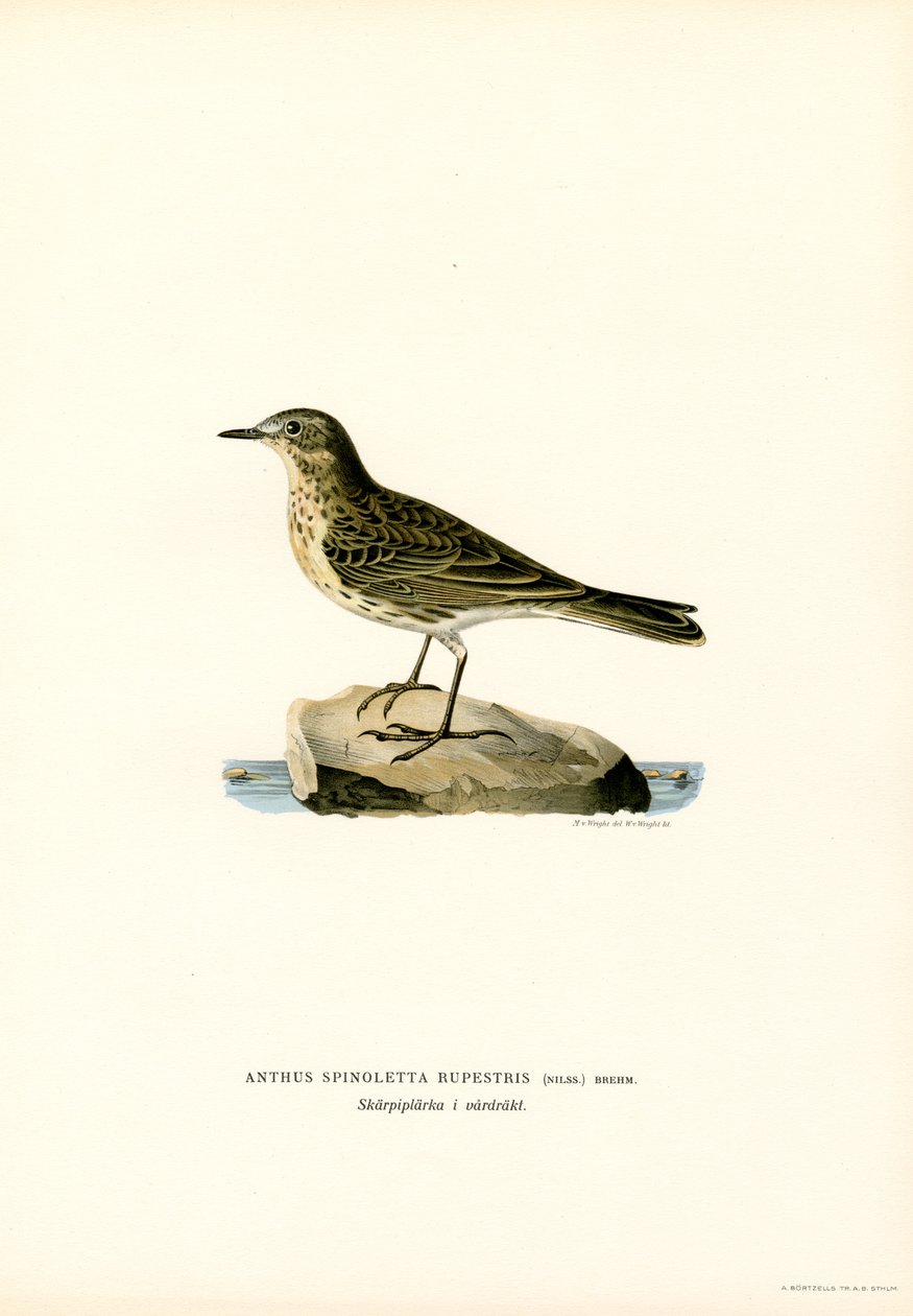 Vattenpipare (färg litho) av Magnus Ferdinand and Wilhelm von Wright