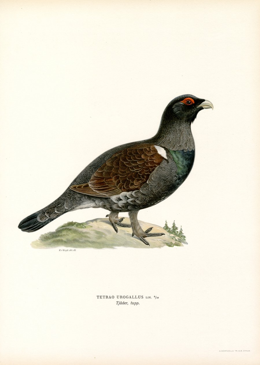 Västra tjäder (färg litho) av Magnus Ferdinand and Wilhelm von Wright