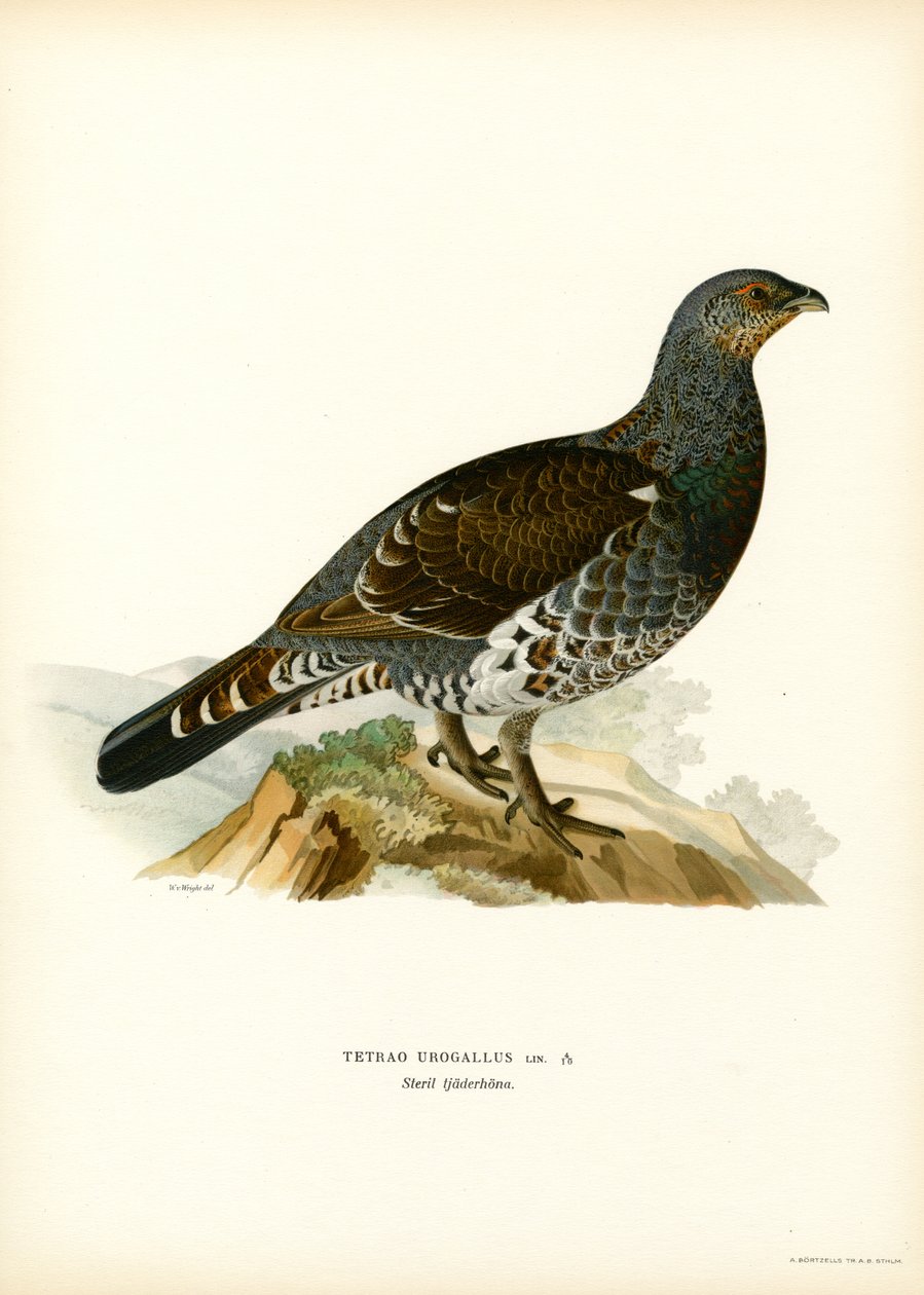 Västra tjäder (färg litho) av Magnus Ferdinand and Wilhelm von Wright