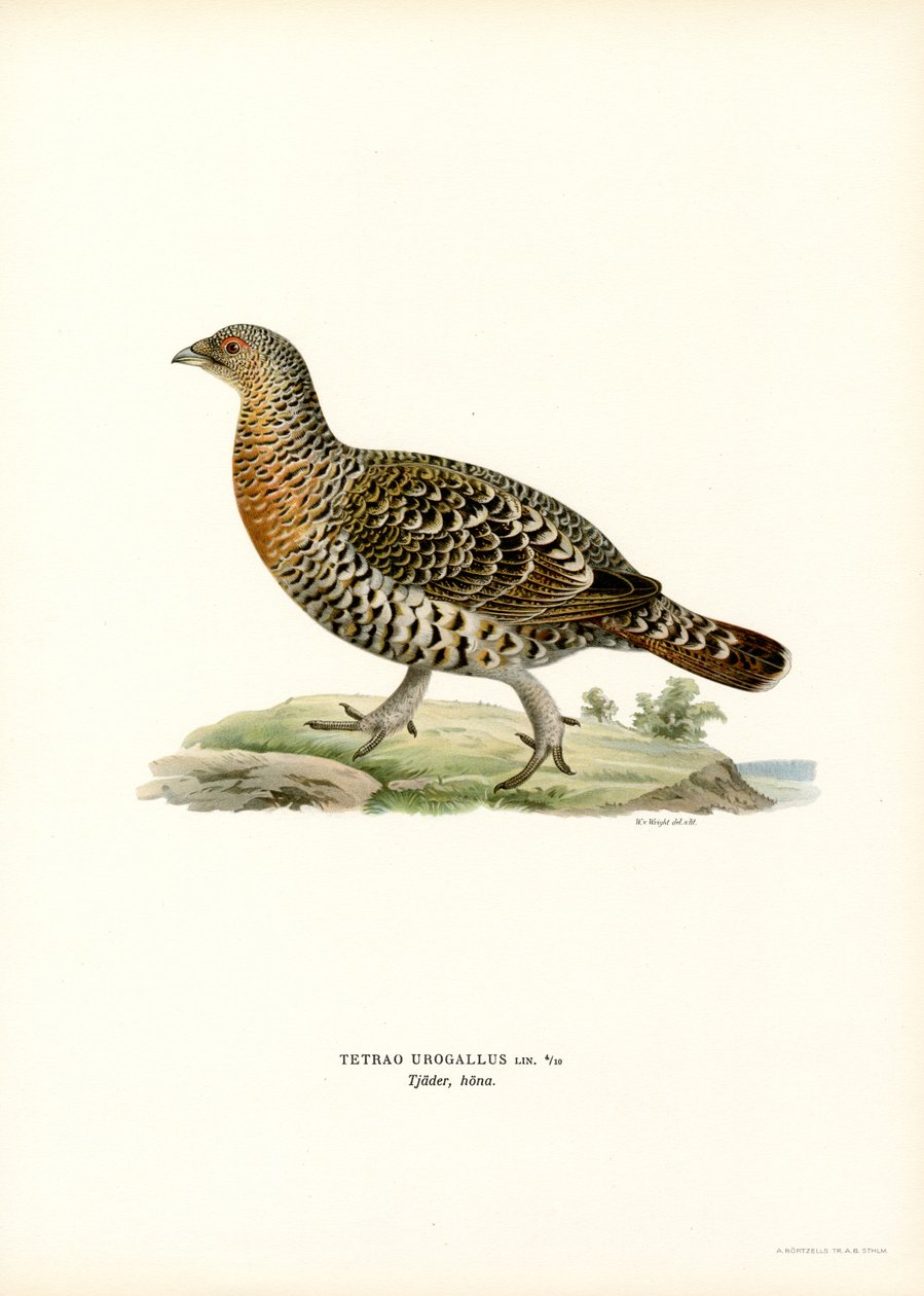 Västra tjäder (färg litho) av Magnus Ferdinand and Wilhelm von Wright