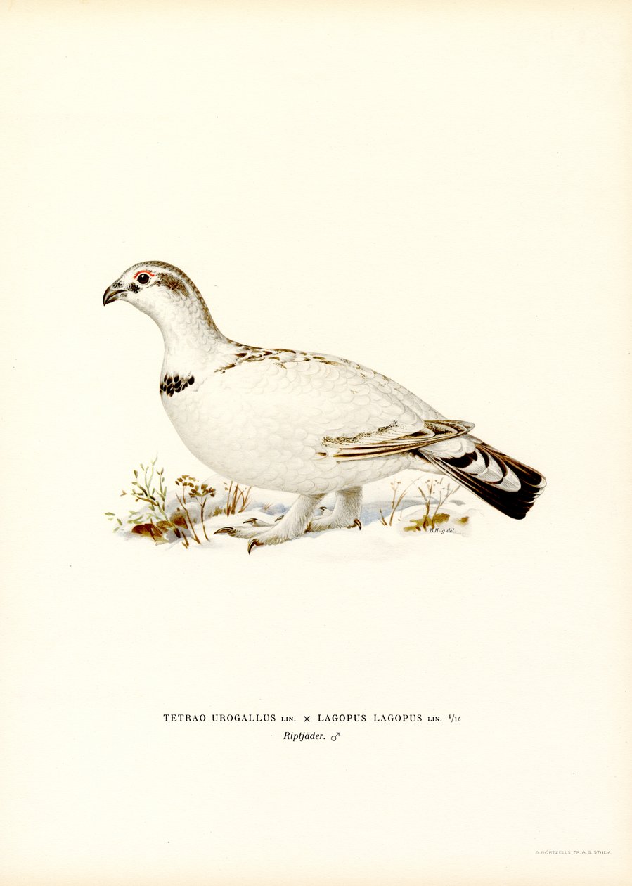 Västra tjäder x Willow Ptarmigan (färg litho) av Magnus Ferdinand and Wilhelm von Wright
