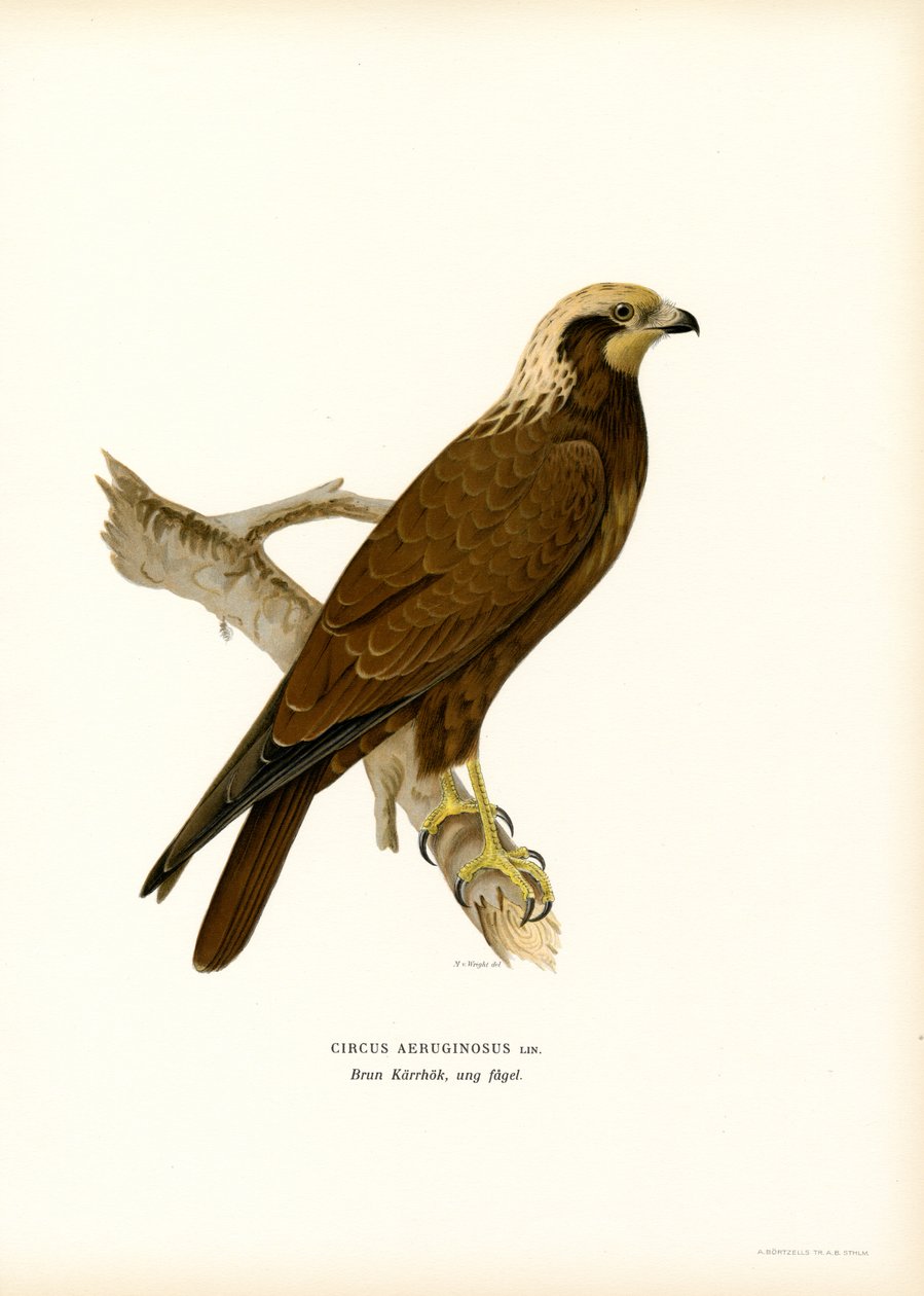 Western Marsh Harrier (färg litho) av Magnus Ferdinand and Wilhelm von Wright