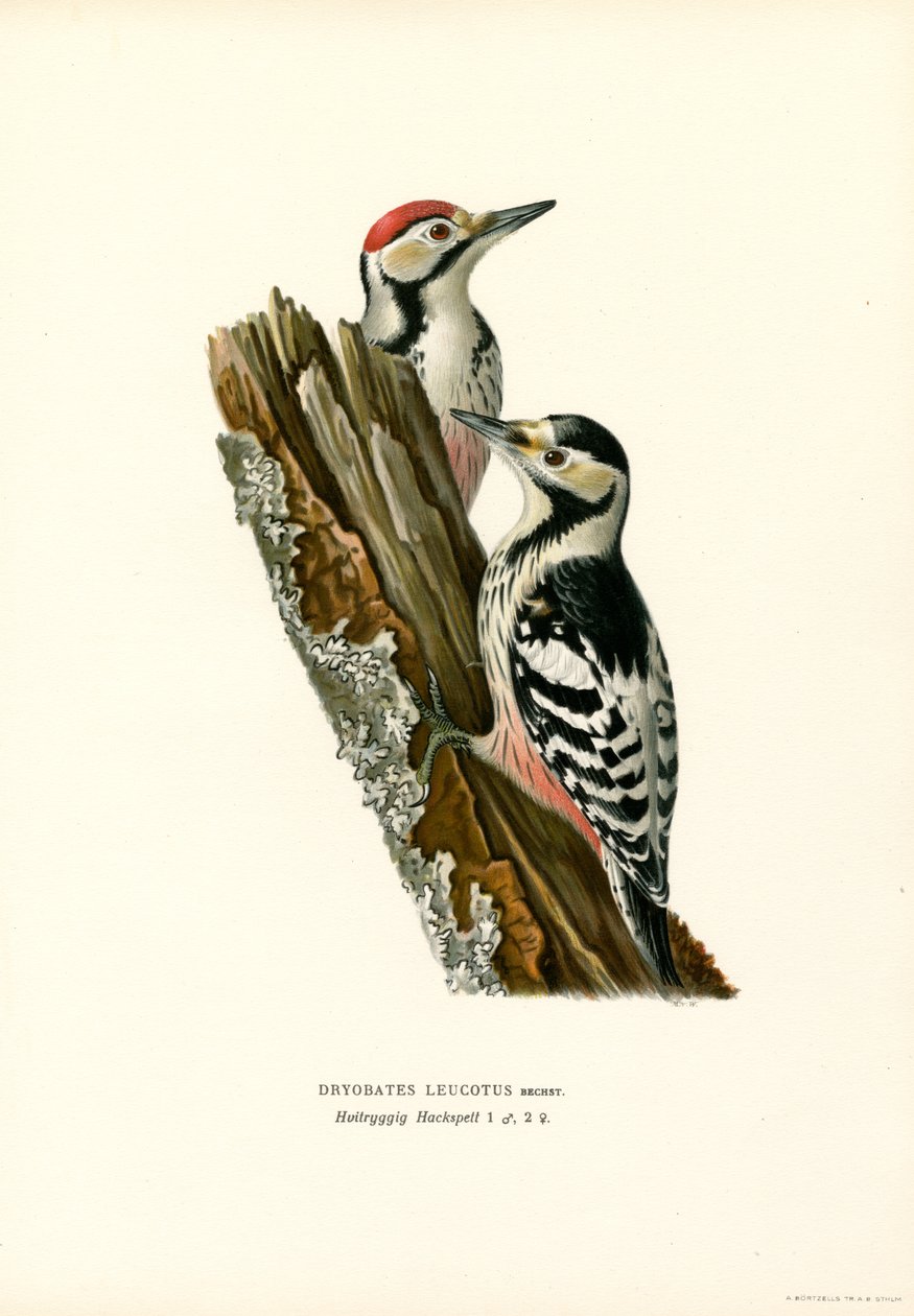 Vitryggig hackspett (färg litho) av Magnus Ferdinand and Wilhelm von Wright
