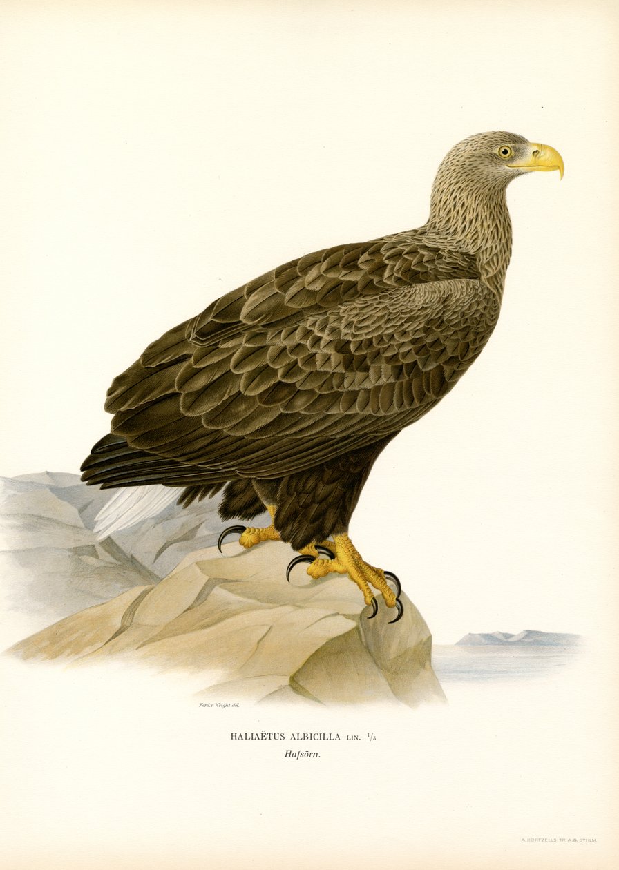 Havsörn (färg litho) av Magnus Ferdinand and Wilhelm von Wright