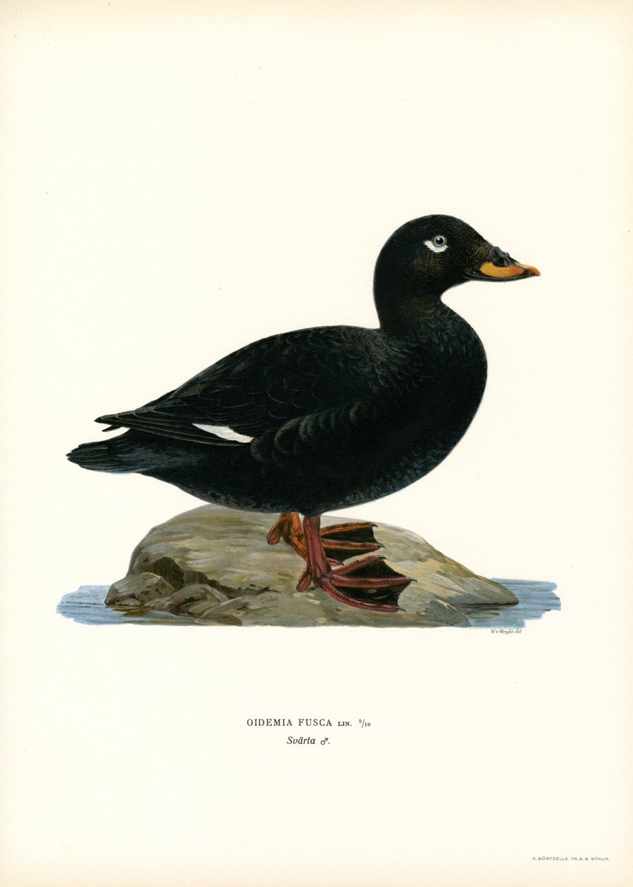 White-winged Scoter (färg litho) av Magnus Ferdinand and Wilhelm von Wright