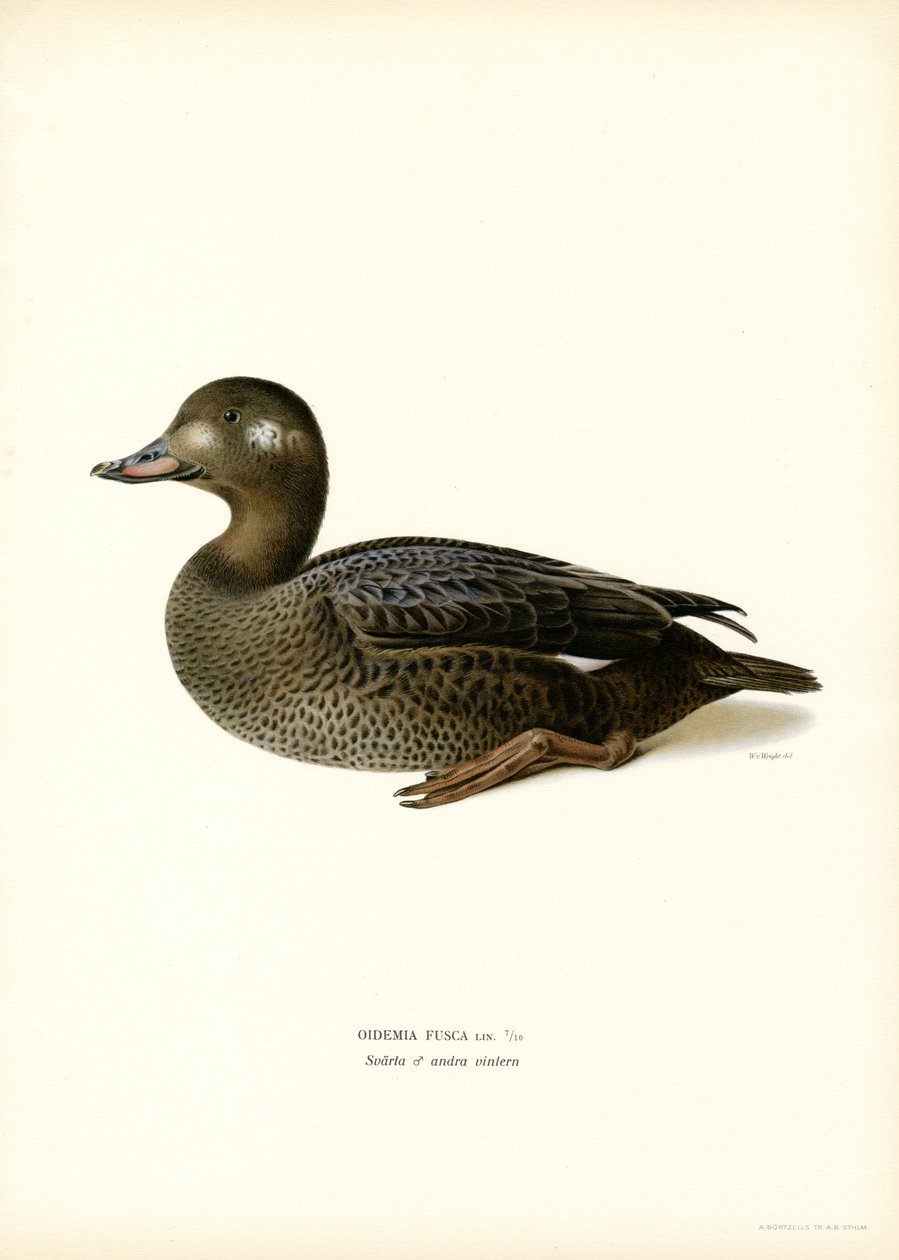 White-winged Scoter (färg litho) av Magnus Ferdinand and Wilhelm von Wright